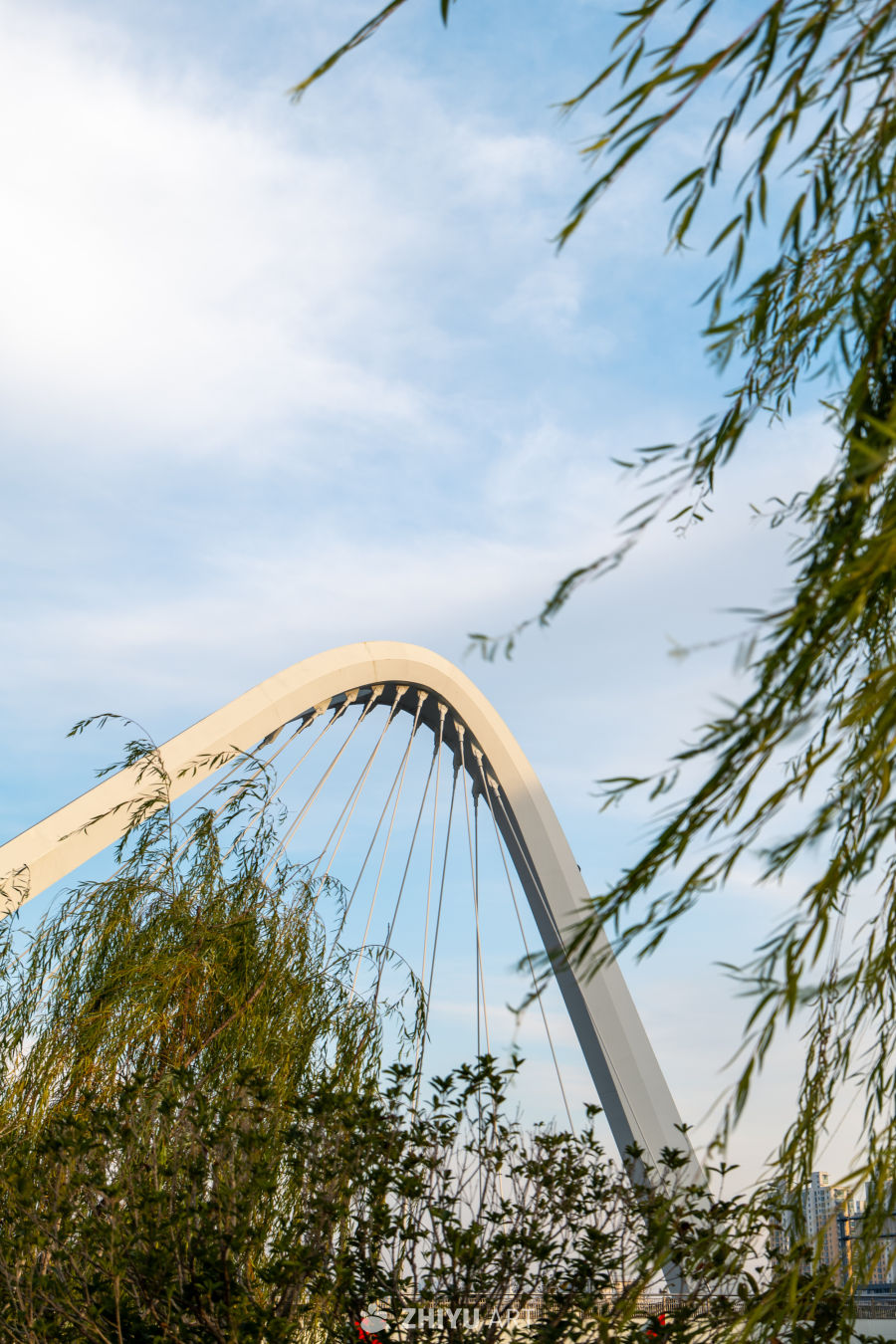 拱桥与柳树的静谧之美