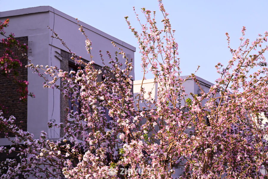 春日樱花与城市建筑