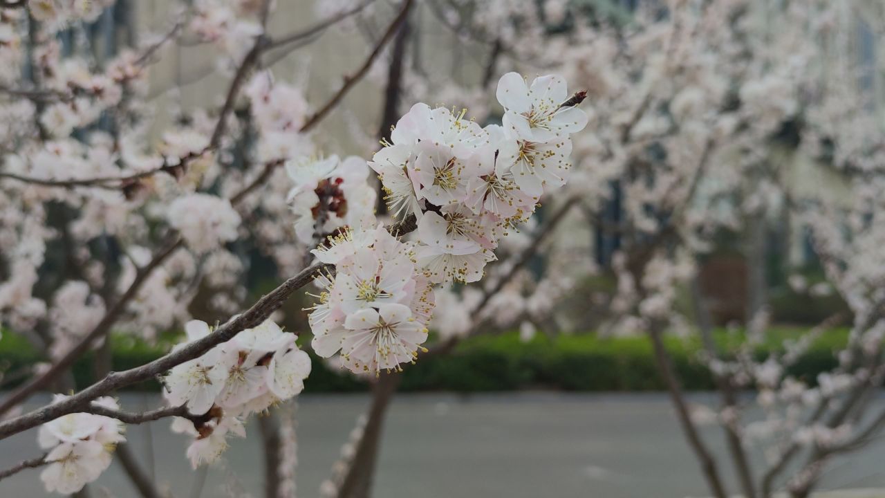 春景