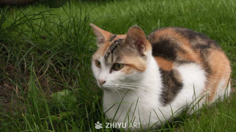 草丛中的小猫