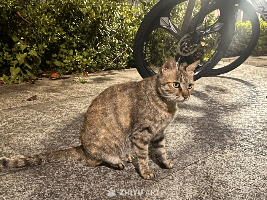 夜色中的街头小猫