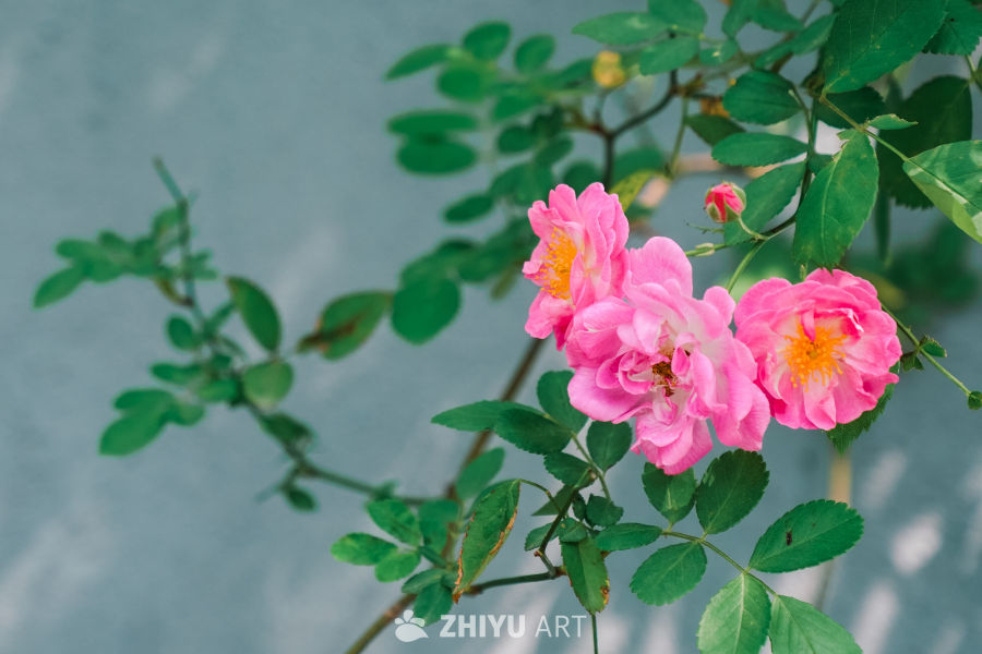 春末的蔷薇花 9