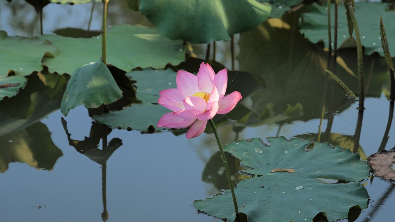 荷花 6