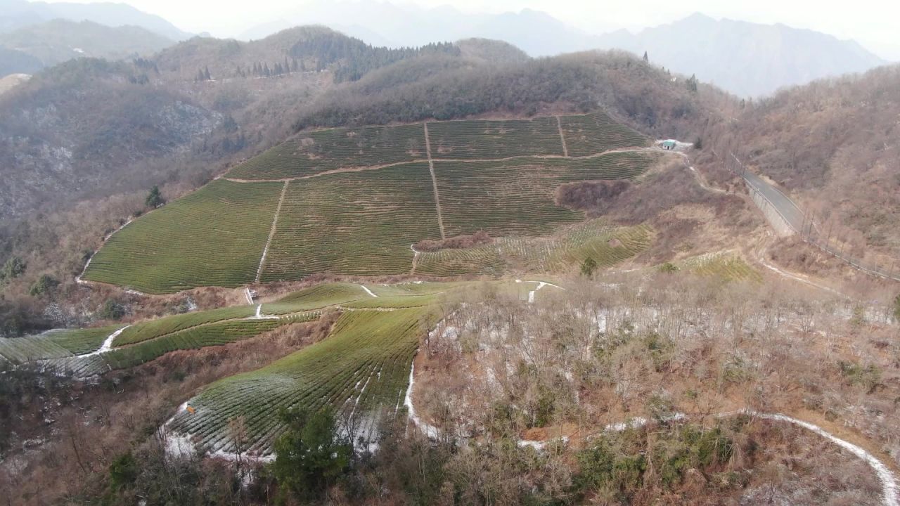 大山 茶园 冬天 雪景 航拍