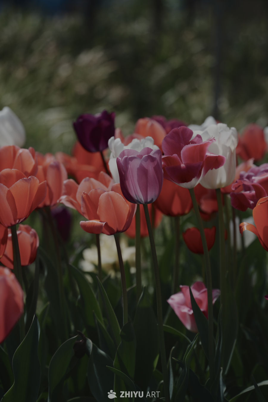 多彩郁金香花海