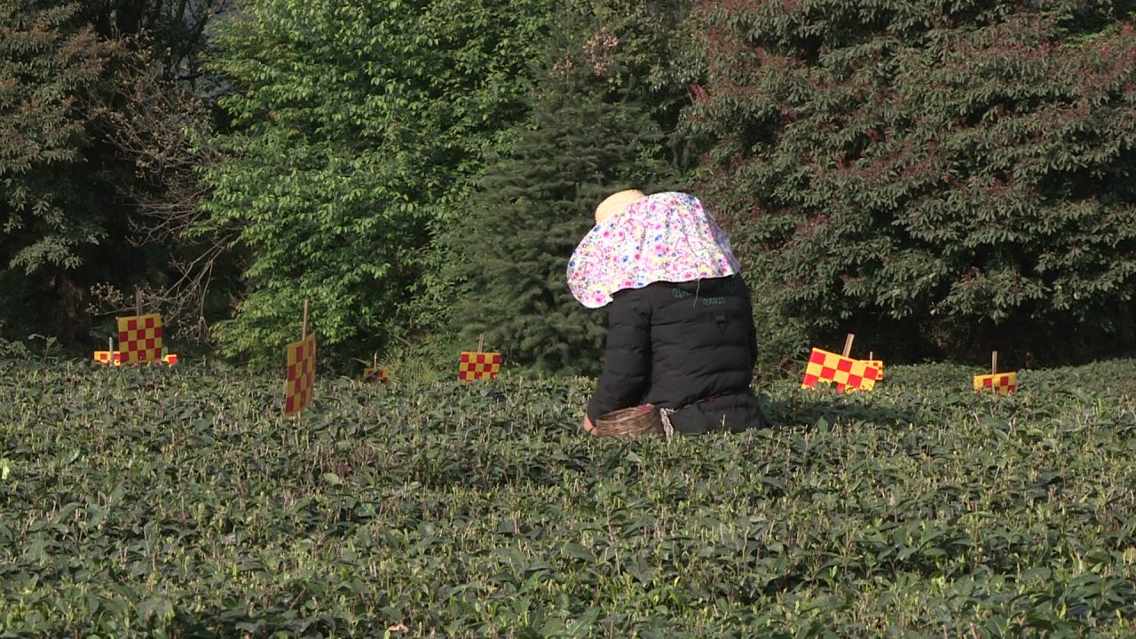 艳阳天下采茶叶