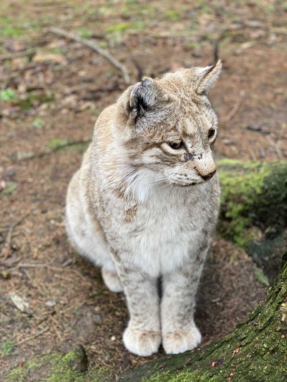 猞猁野生动物公园