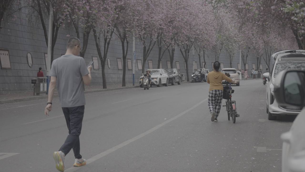 紫荆花 9