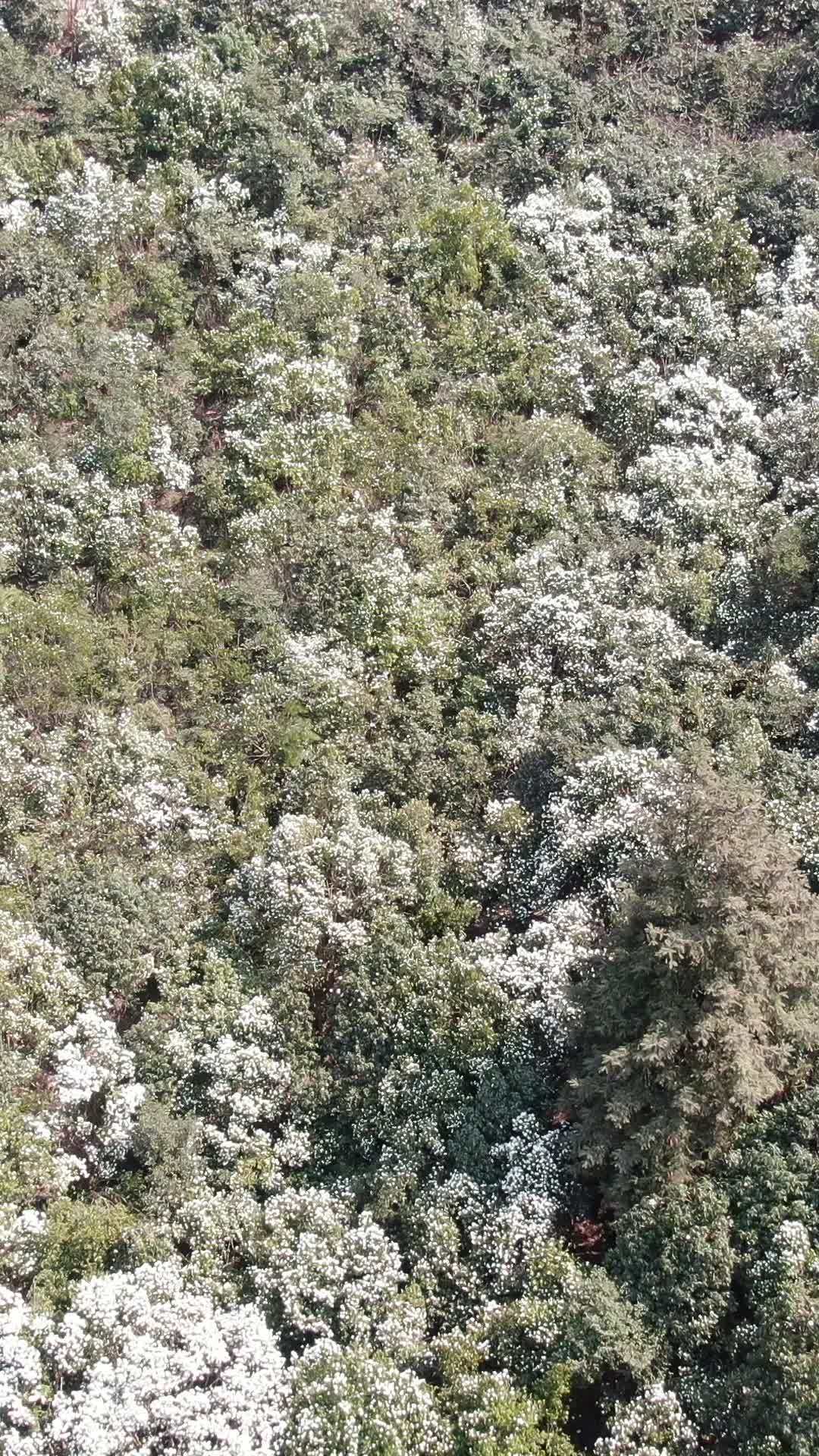 雪中漫步