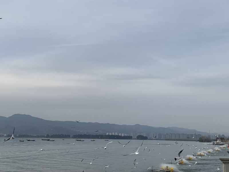 海鸥 17