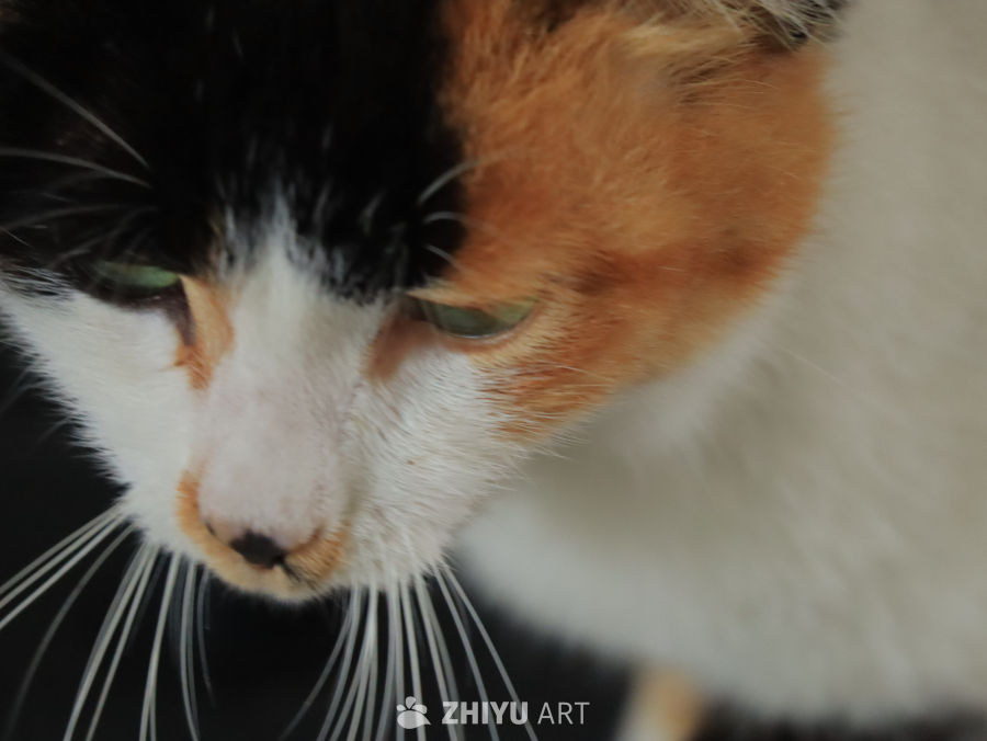 三色猫的专注瞬间