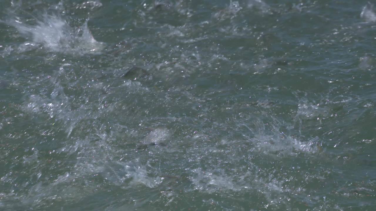 海洋牧场深海养殖
