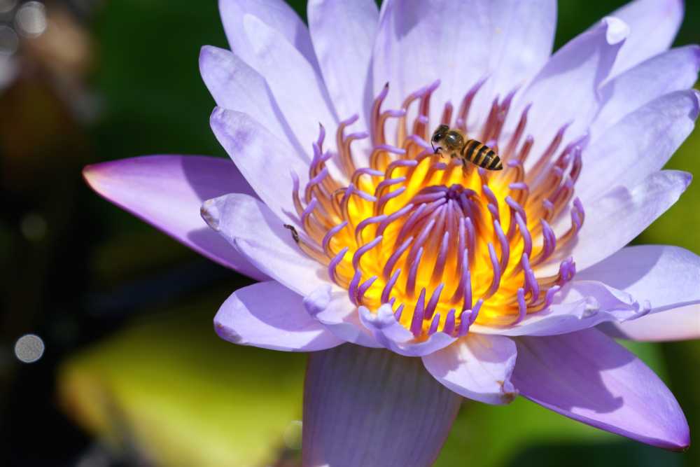 昆明大观公园荷花莲花