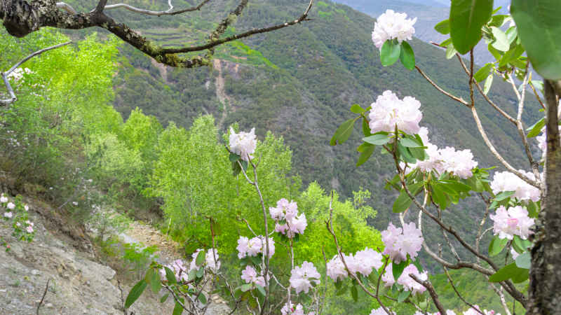 杜鹃花 19