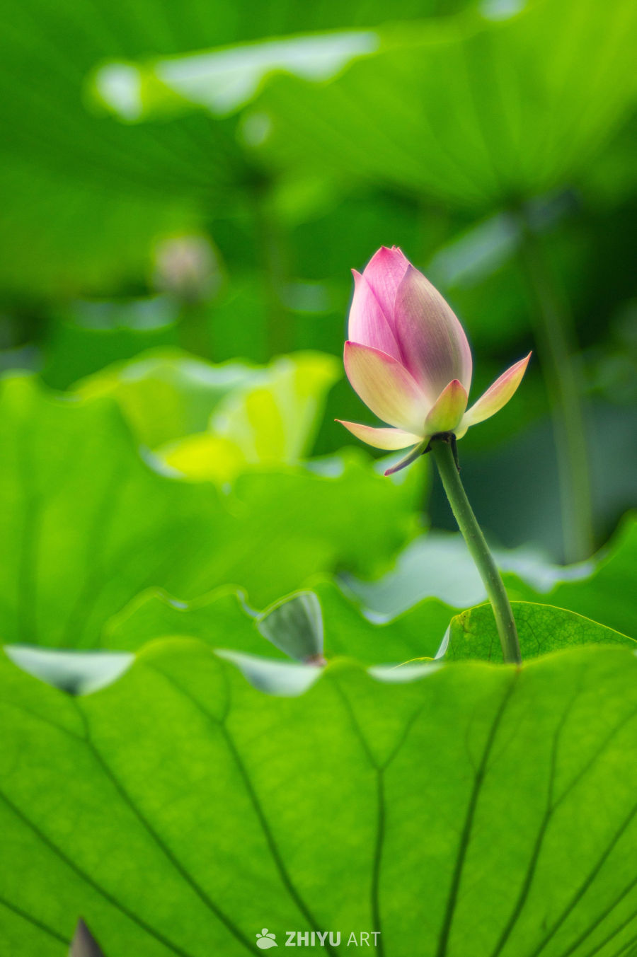 荷花 21