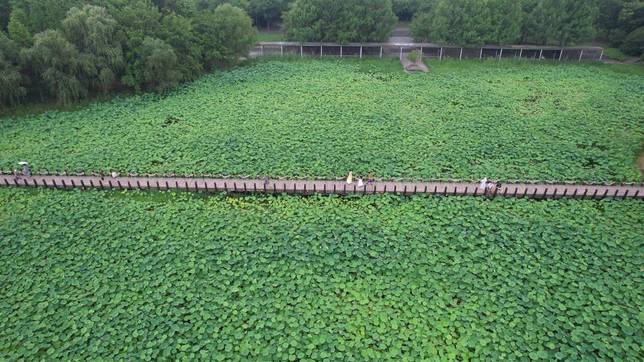 航拍夏日风光荷花荷叶植物镇江白娘子公园 