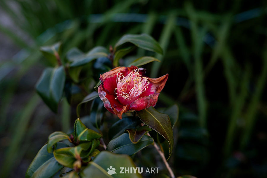 绽放的红花与绿叶