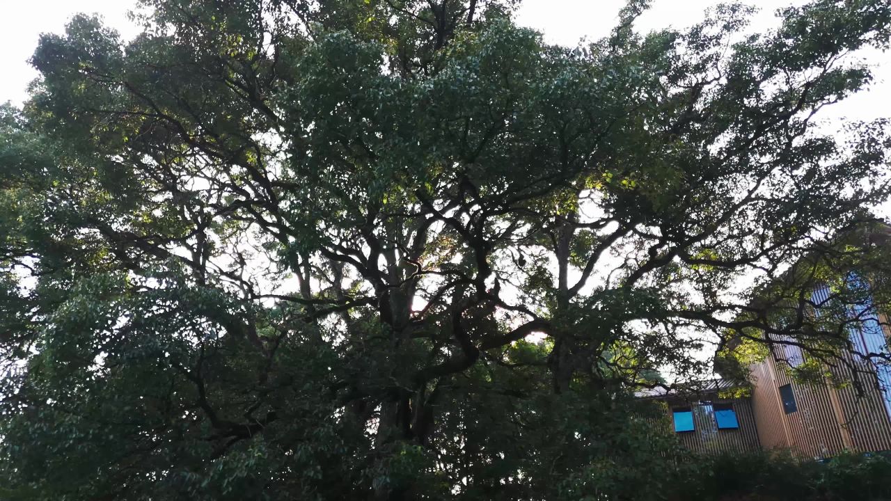 大树下的阳光