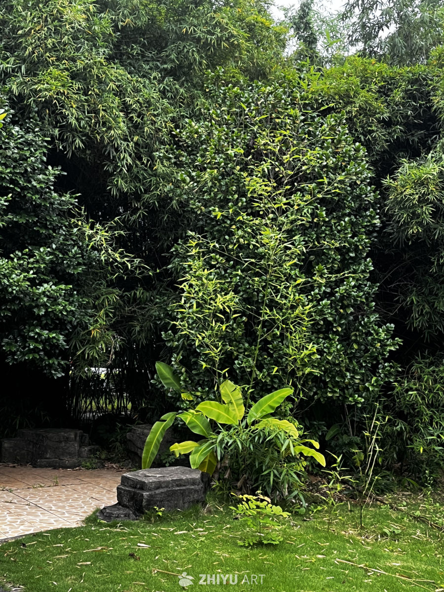 竹林中的静谧角落