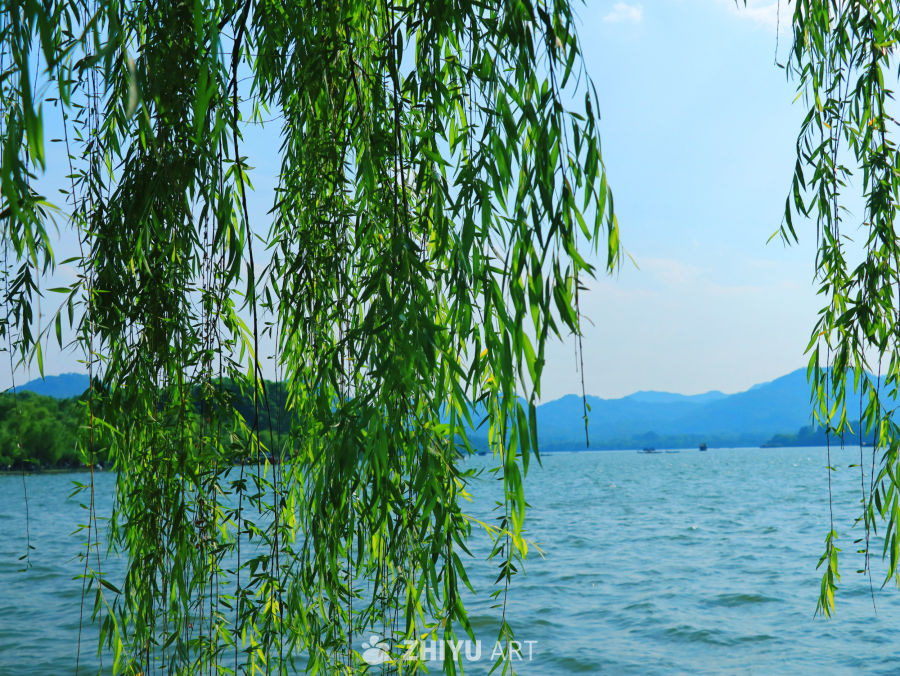 湖畔垂柳静谧景