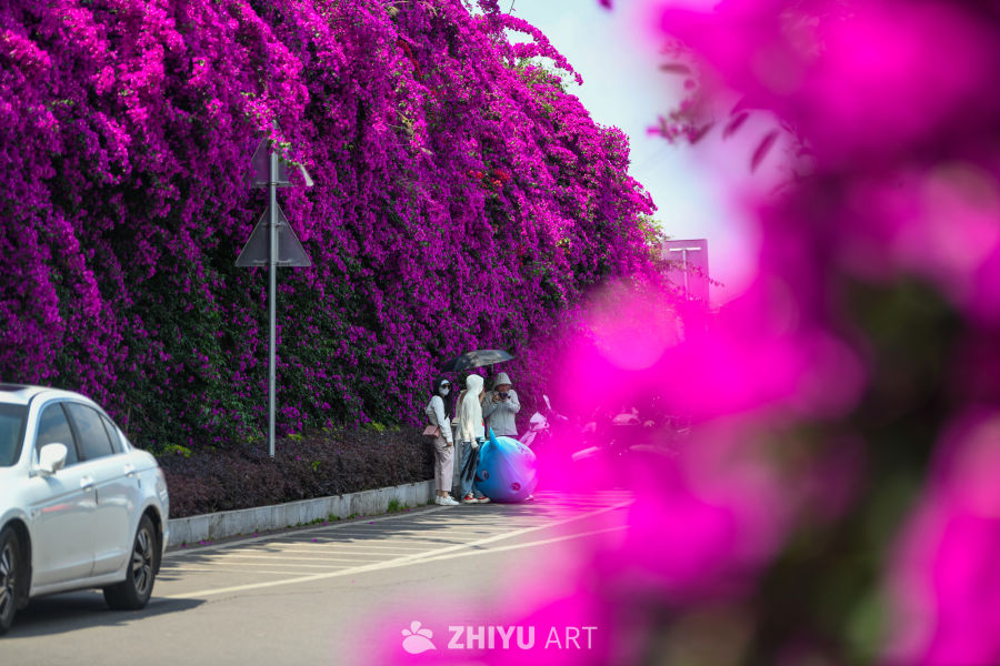 三角梅花开 8
