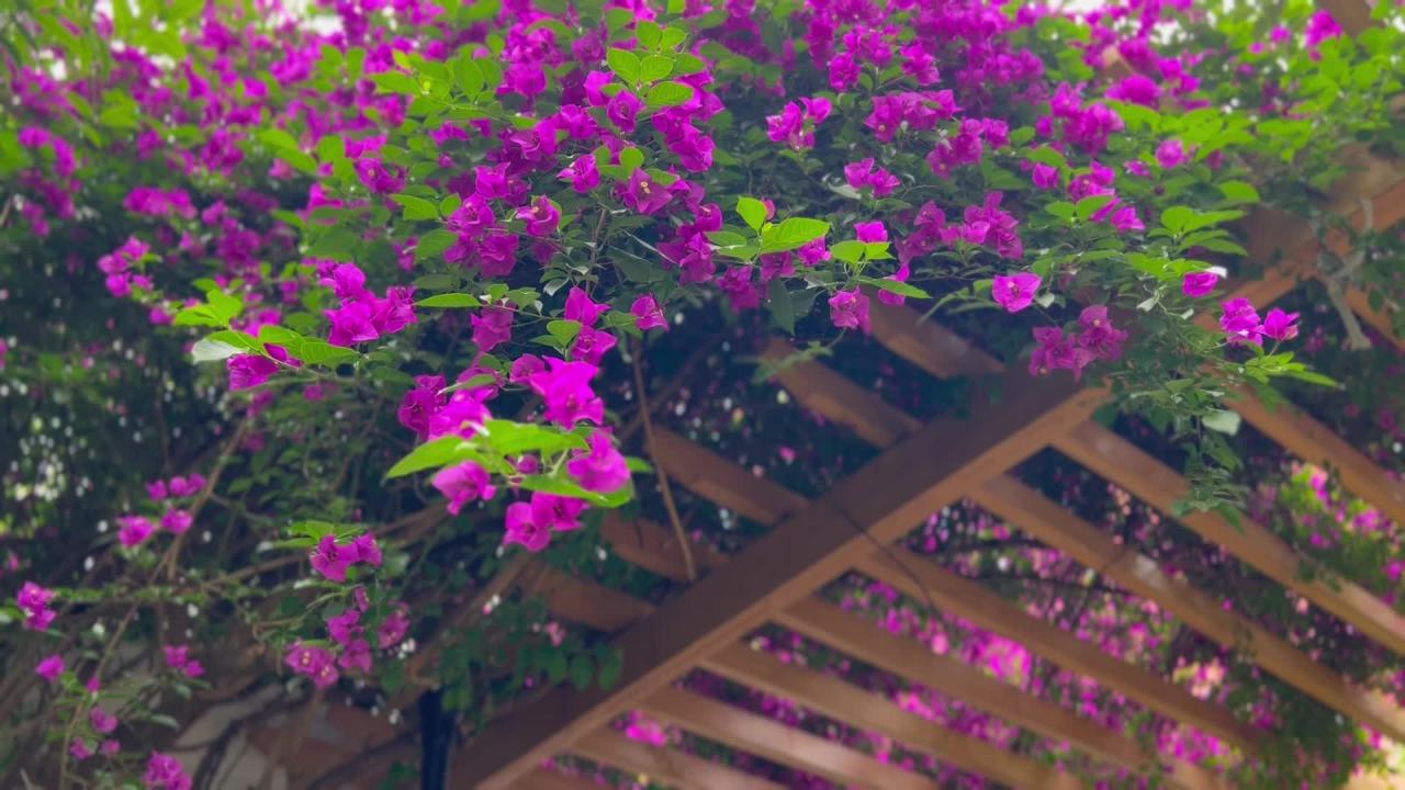 紫花木亭