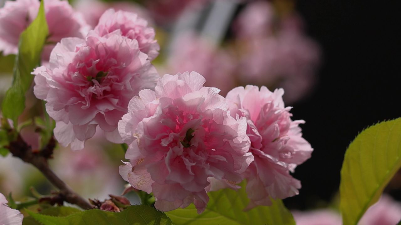 春天盛开的樱花 10