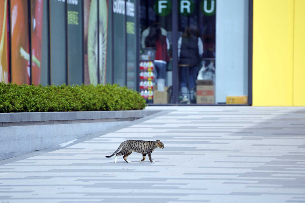 散步城市.猫