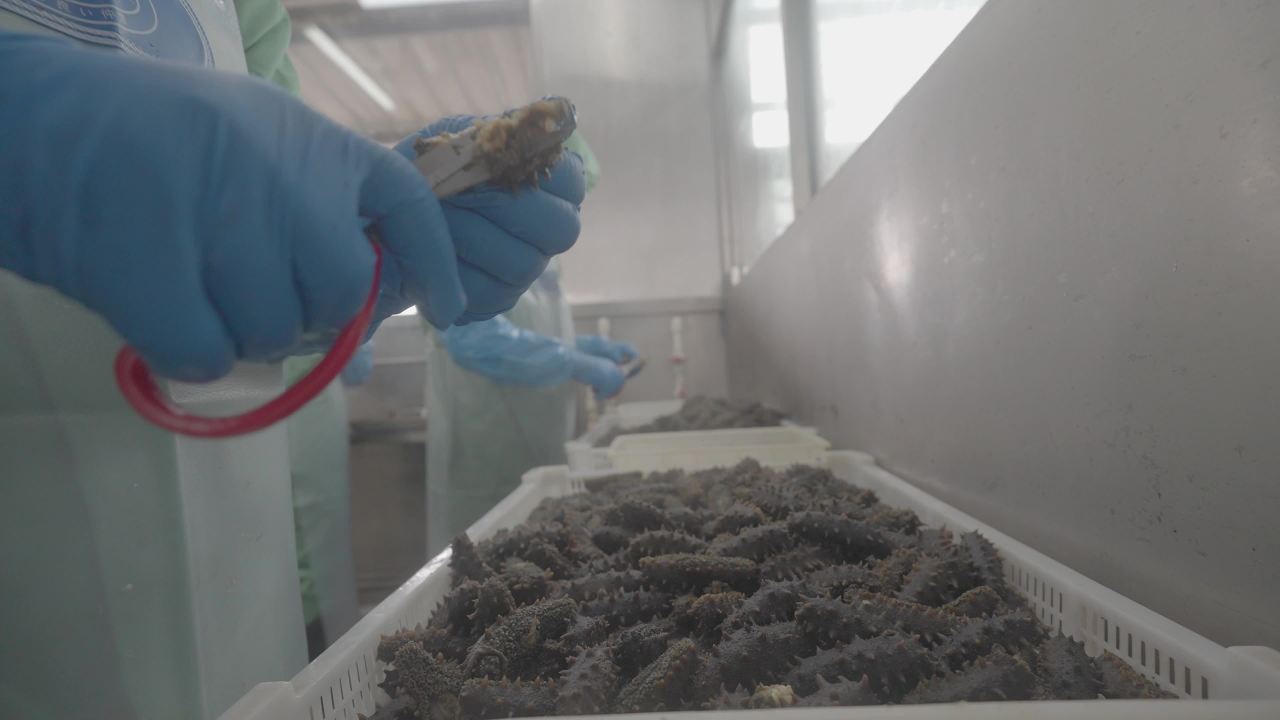 海参处理与清洗操作展示