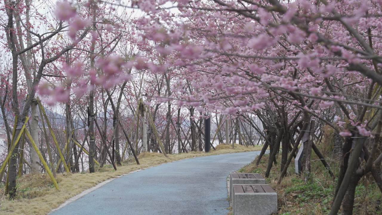 樱花隧道