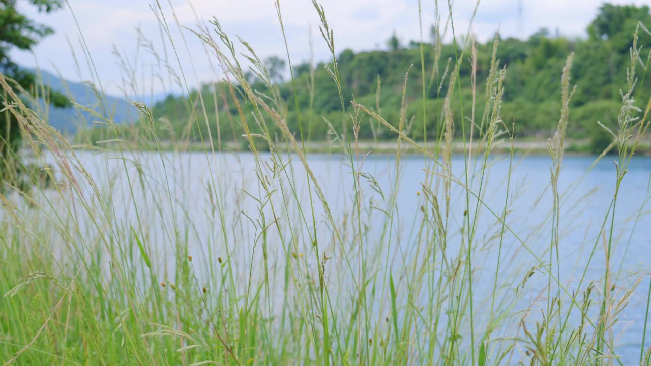 珊溪水库和芦苇