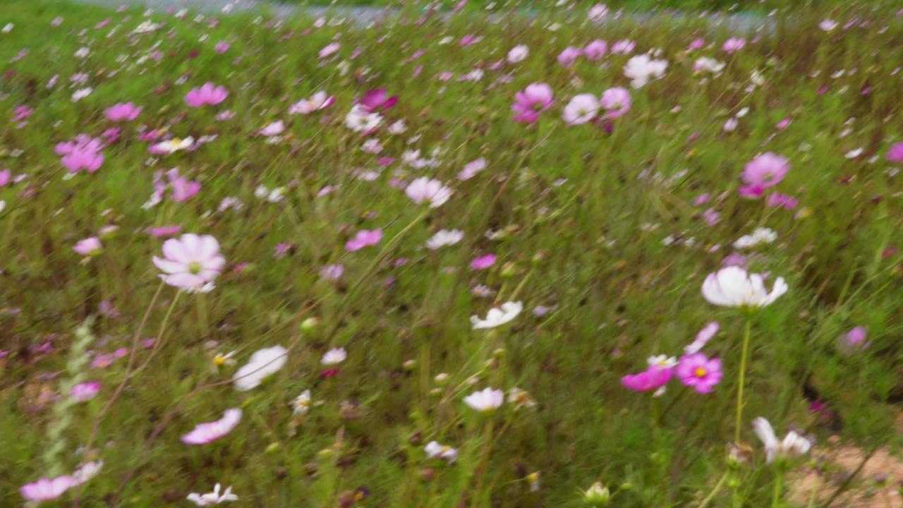 花海漫步