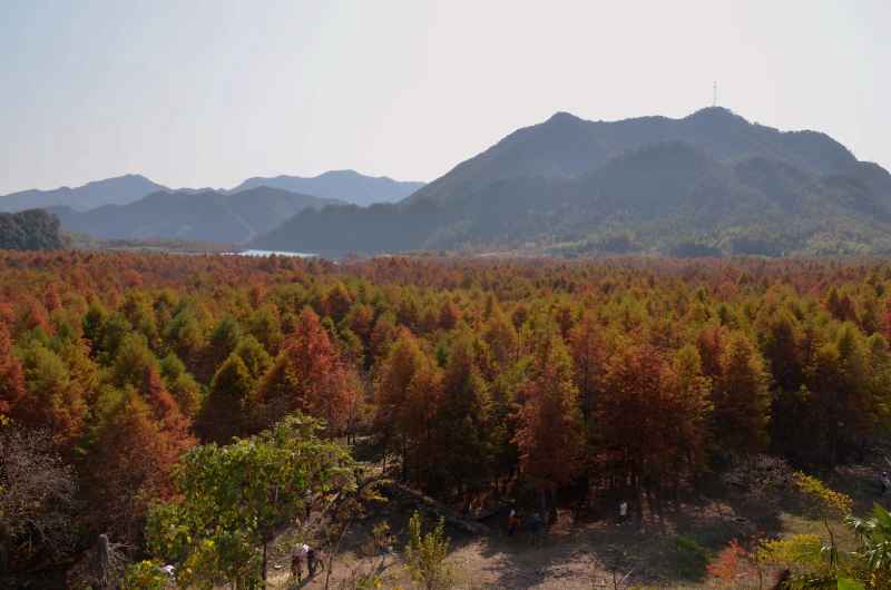 皖南川藏线 秋叶树林 1