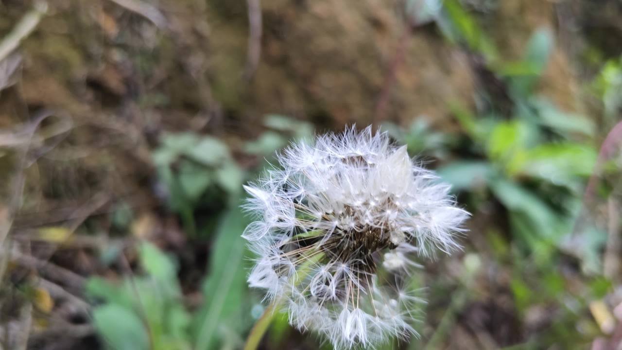 蒲公英
