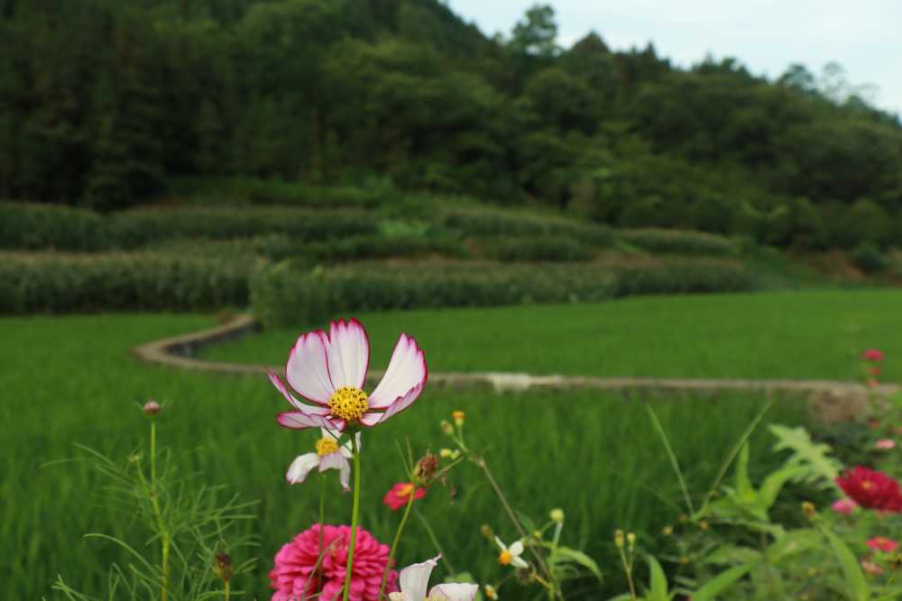格桑花与水稻