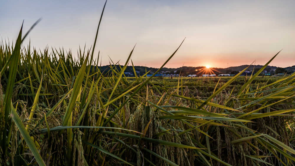 稻田夕阳