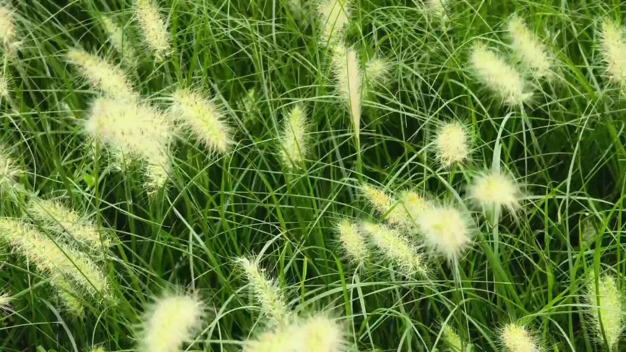 随风摇动的狗尾草