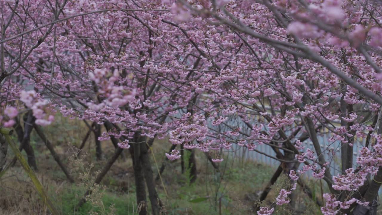 春日樱花绽放