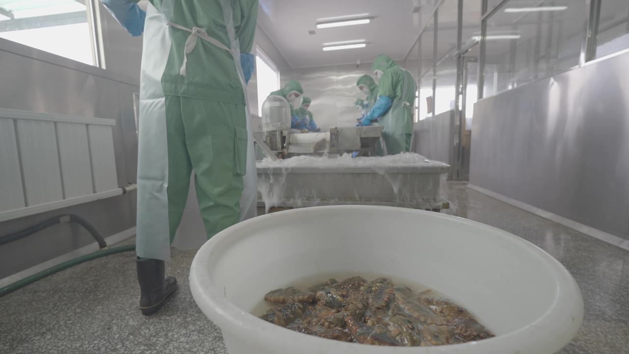 海参加工流水线作业