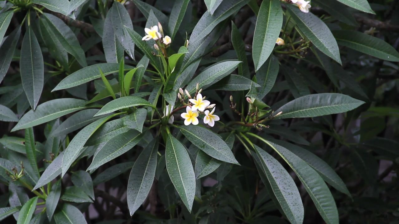 端午雨后的鸡蛋花树