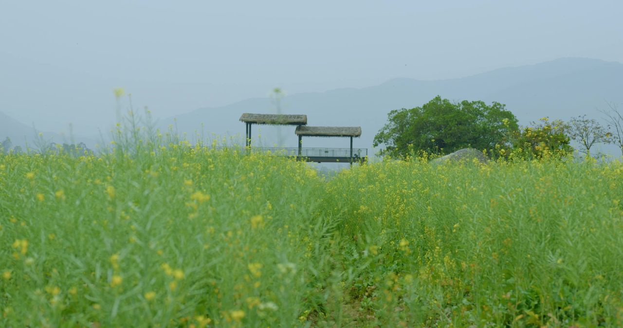 油菜花 春天蜜蜂采蜜油菜花田唯美油菜花籽