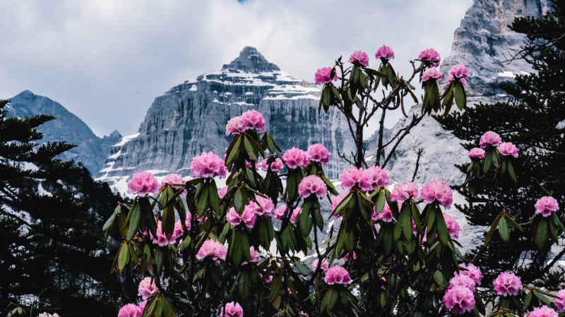 雪山杜鹃