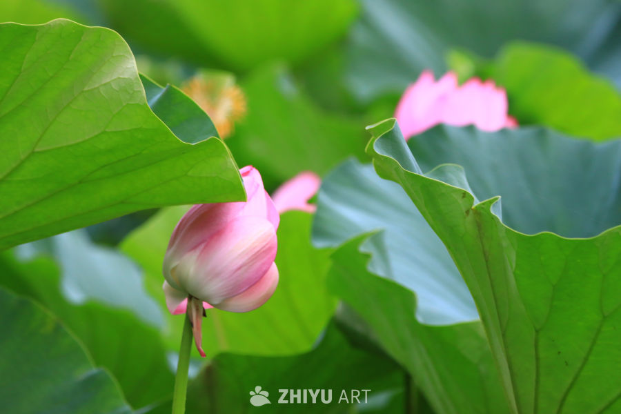 盛夏荷花 280
