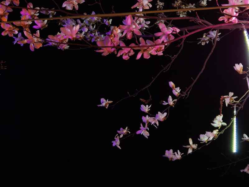粉玉兰花-夜