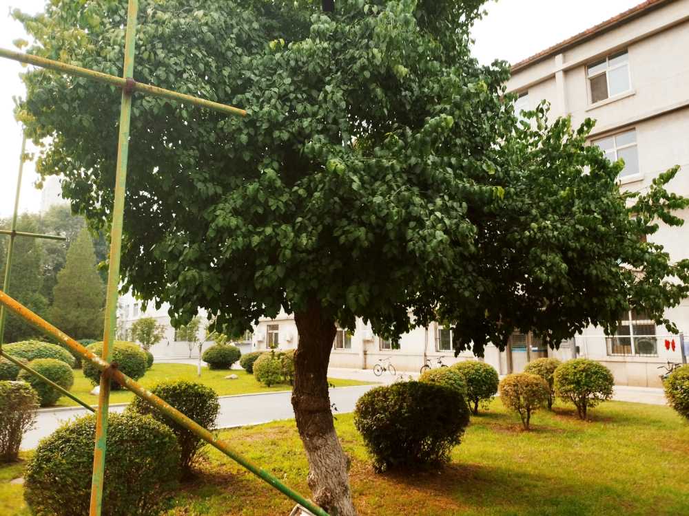 东北大学风景2