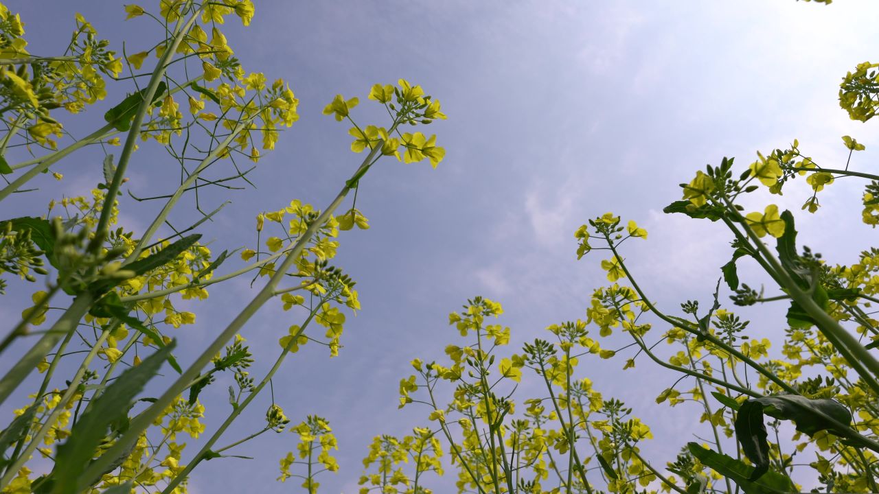 油菜花季 1
