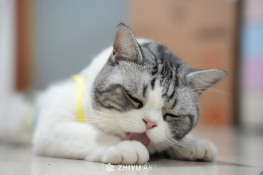 猫咪 54
