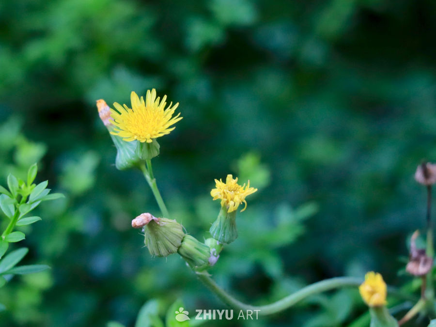 春野苦碟子特写  可食用菊科植物微距摄影