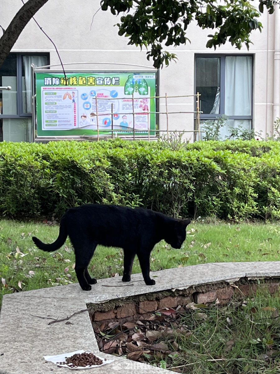 黑猫在草地上散步