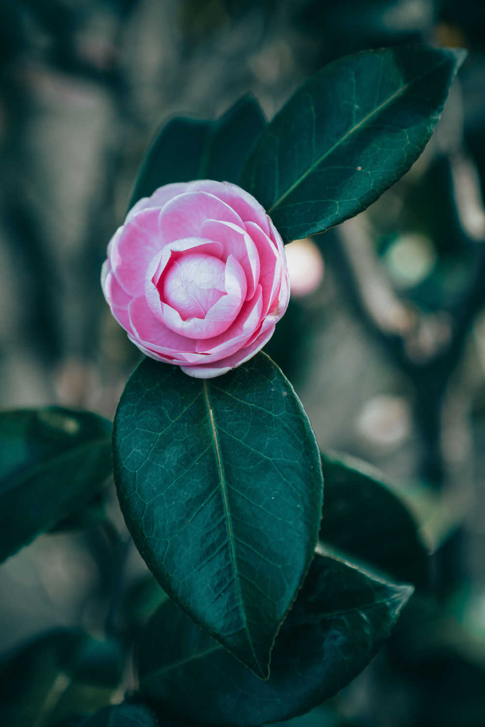 春天的那些花儿